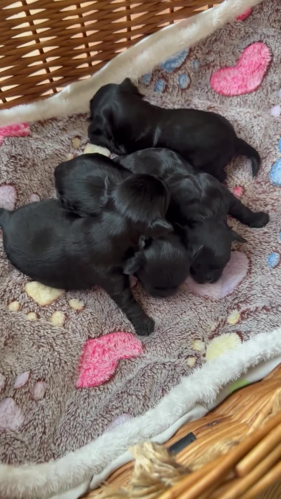 Yorkshire Terrier dogs for sale: Black Onyx Yorkie ready to Reserve 🖤 - Video 2