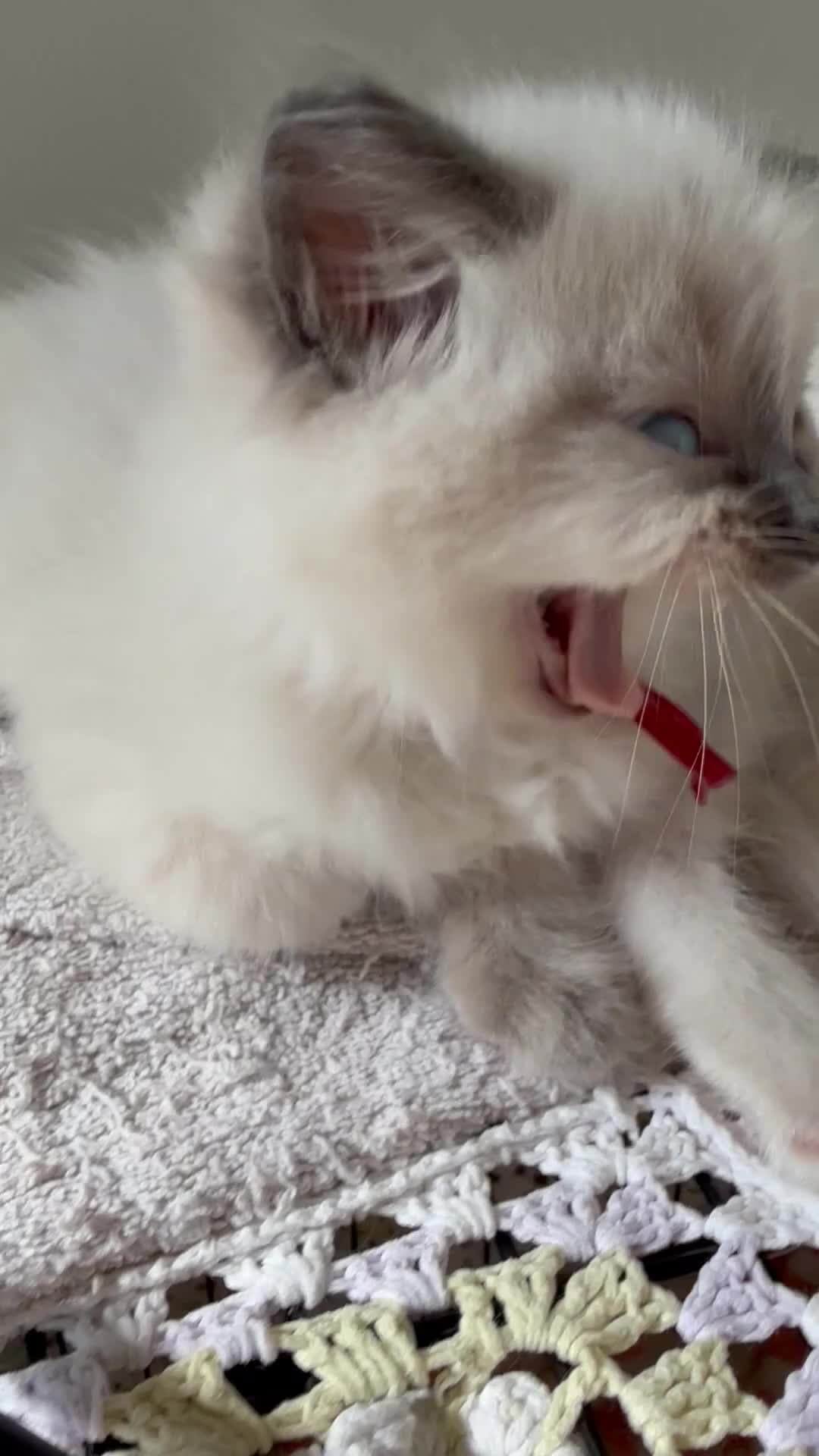 Ragdoll cats for sale: Beautiful ragdoll boys! 😻🐱 - Video 2