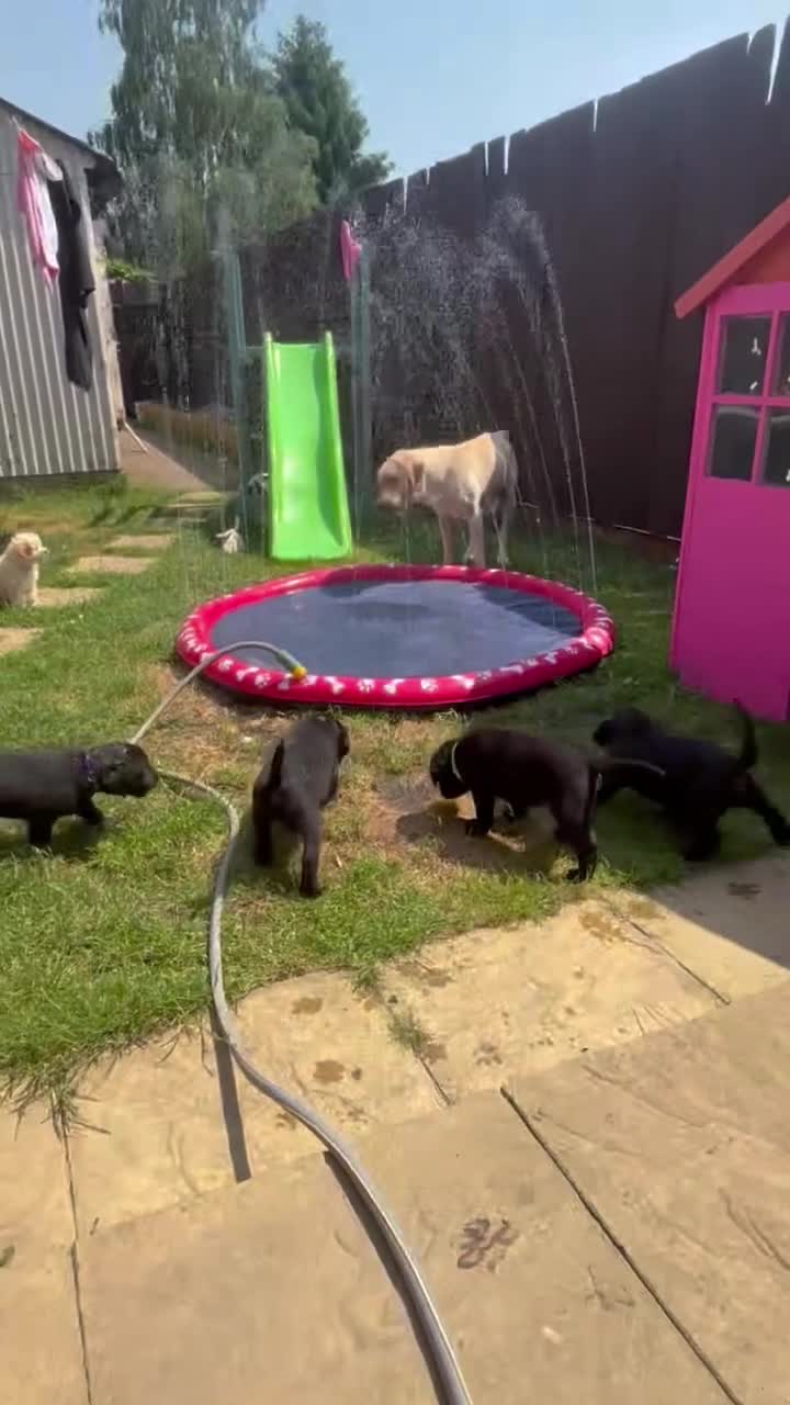 Labrador Retriever dogs for sale: KC registered pedigree black Labradors  - Video 1