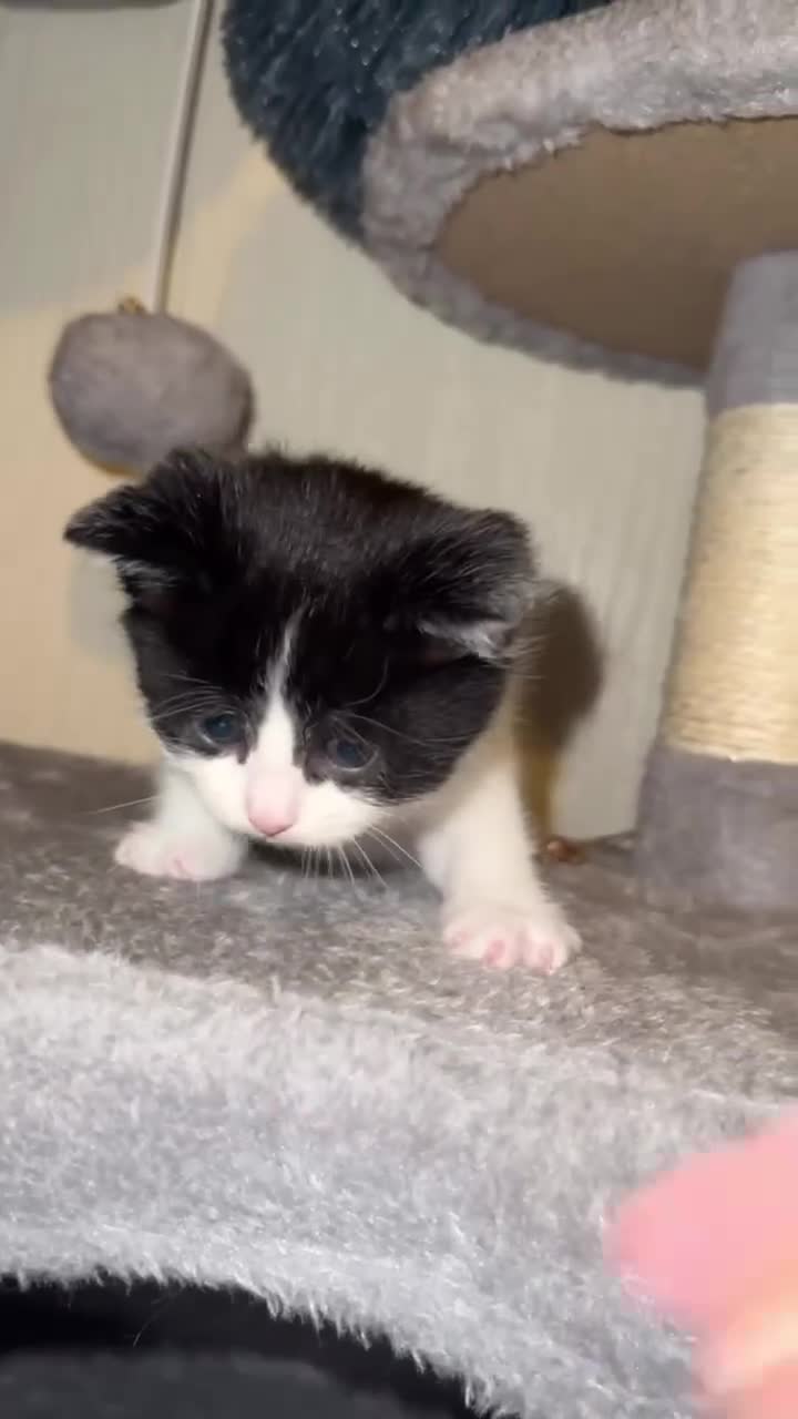 Mixed Breed cats for sale: Kittens for sale - Video 4