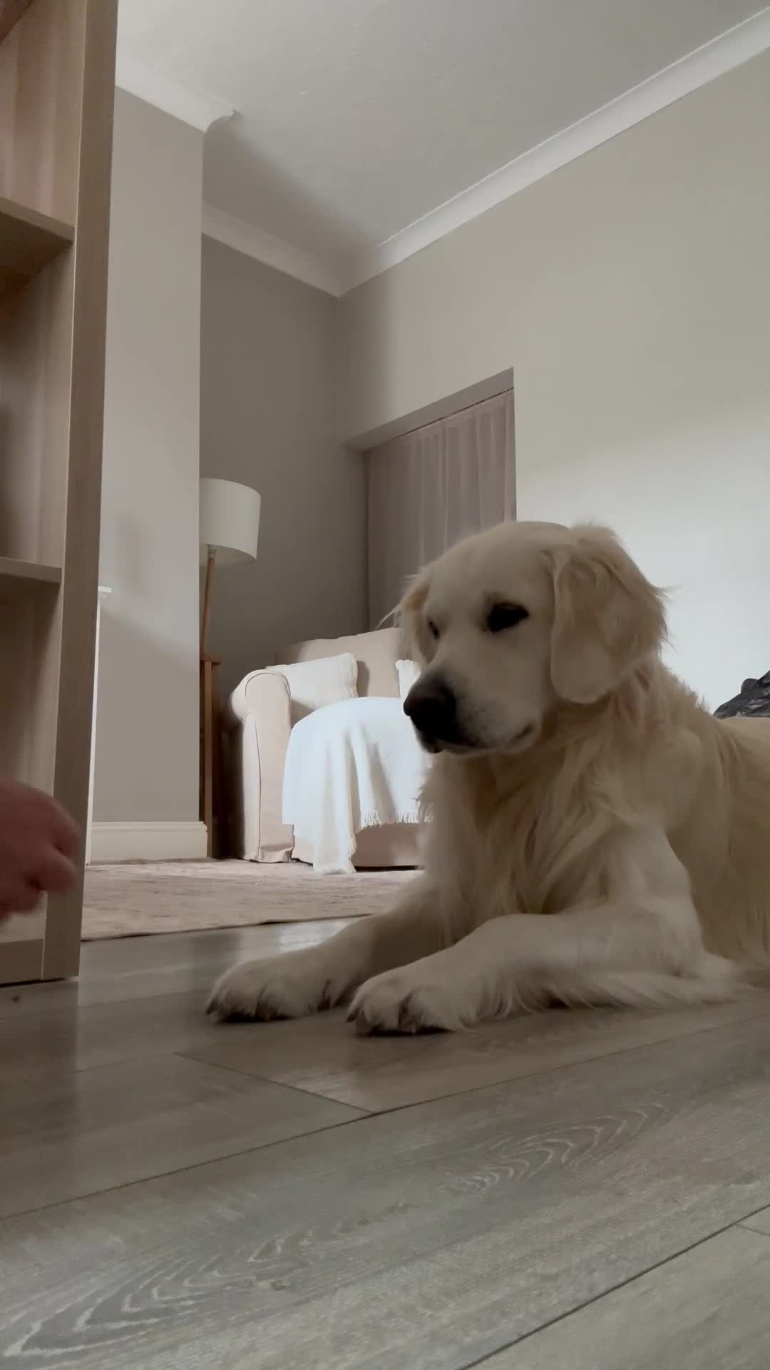 Golden Retriever dogs for stud: KC reg & health tested cream golden retriever - Video 1