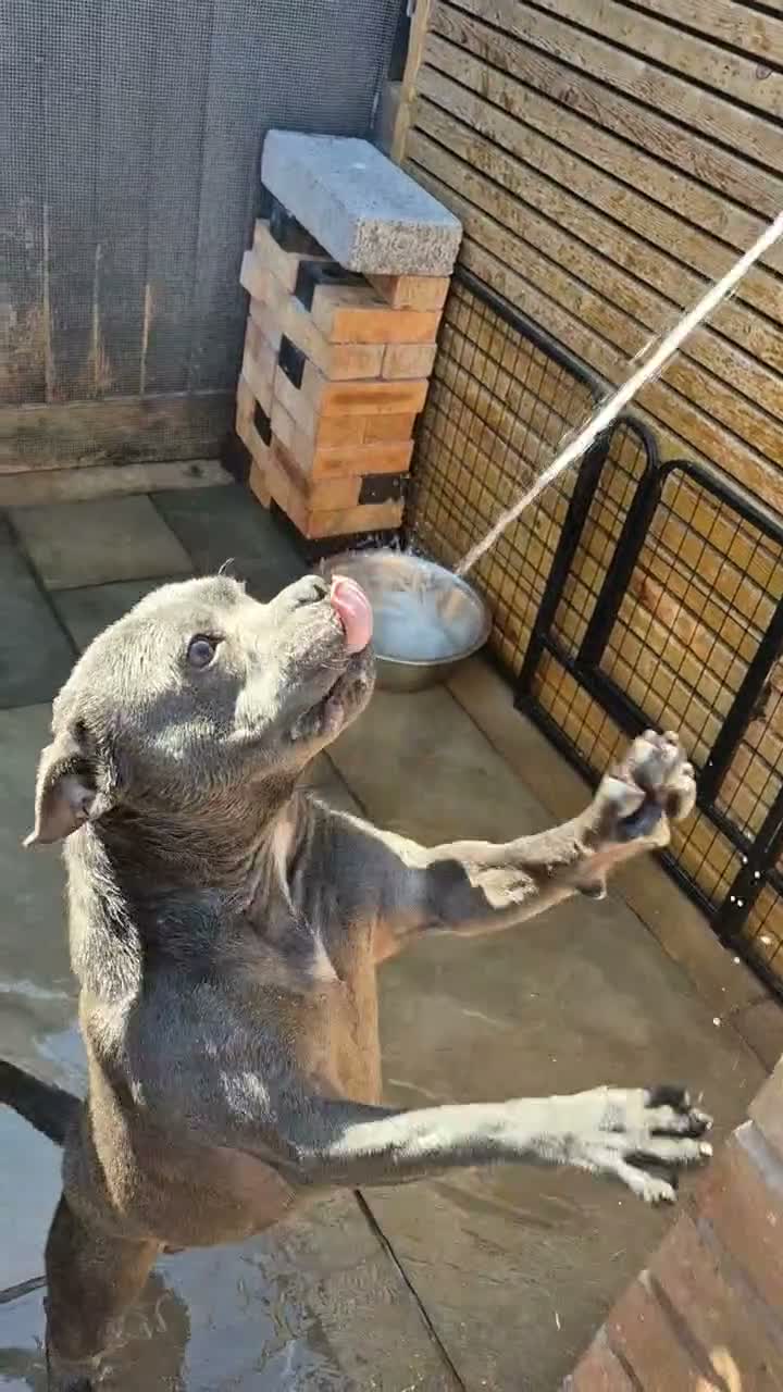 Staffordshire Bull Terrier dogs for sale: Kc Blue & Rust Male Staffordshire Bull Terrier - Video 1