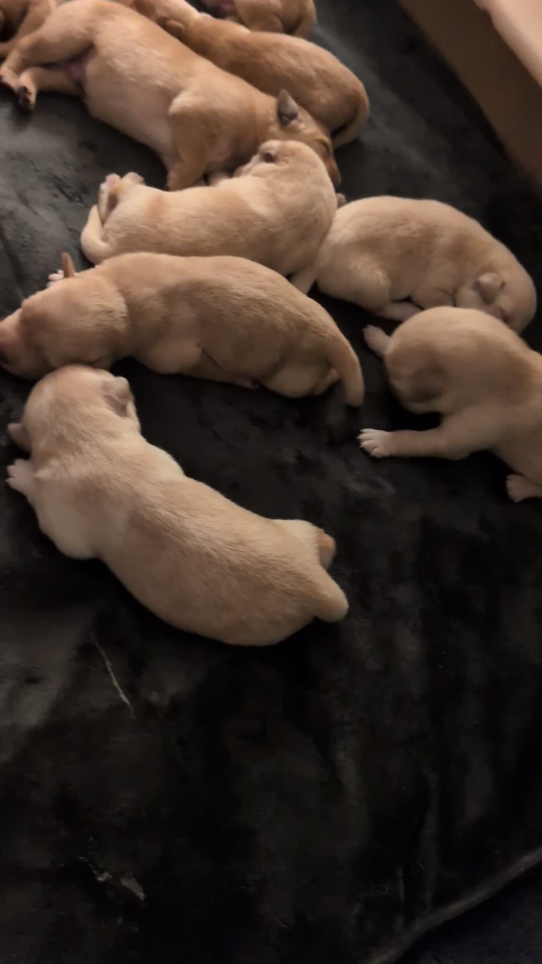 Goldador dogs for sale: Goldador puppies - all reserved  - Video 2