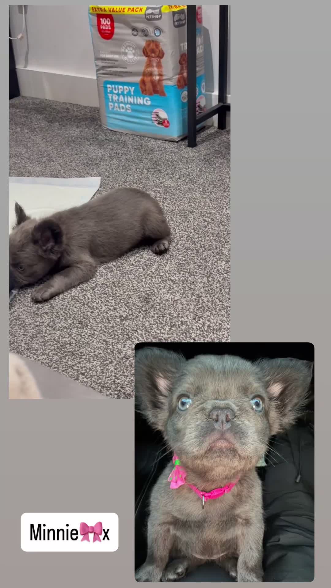 French Bulldog dogs for sale: Fluffy blue French bulldog  - Video 1