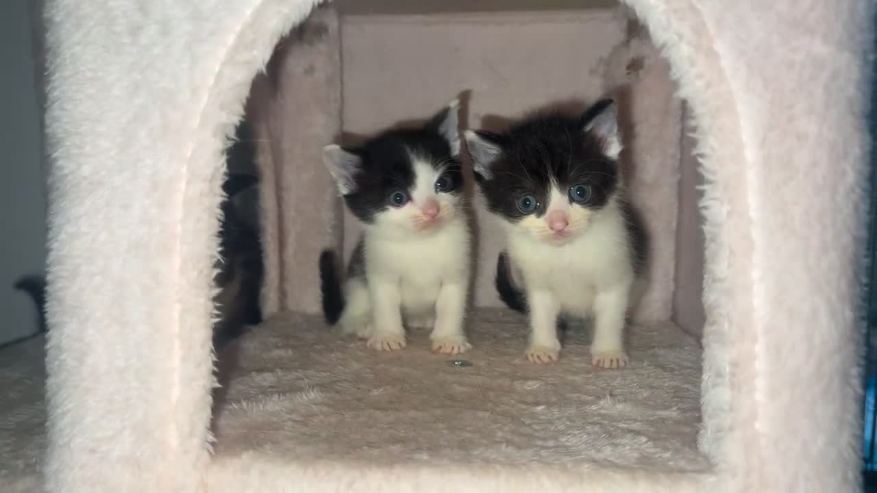 Mixed Breed cats for sale: 4 adorable little kittens looking for new homes  - Video 4