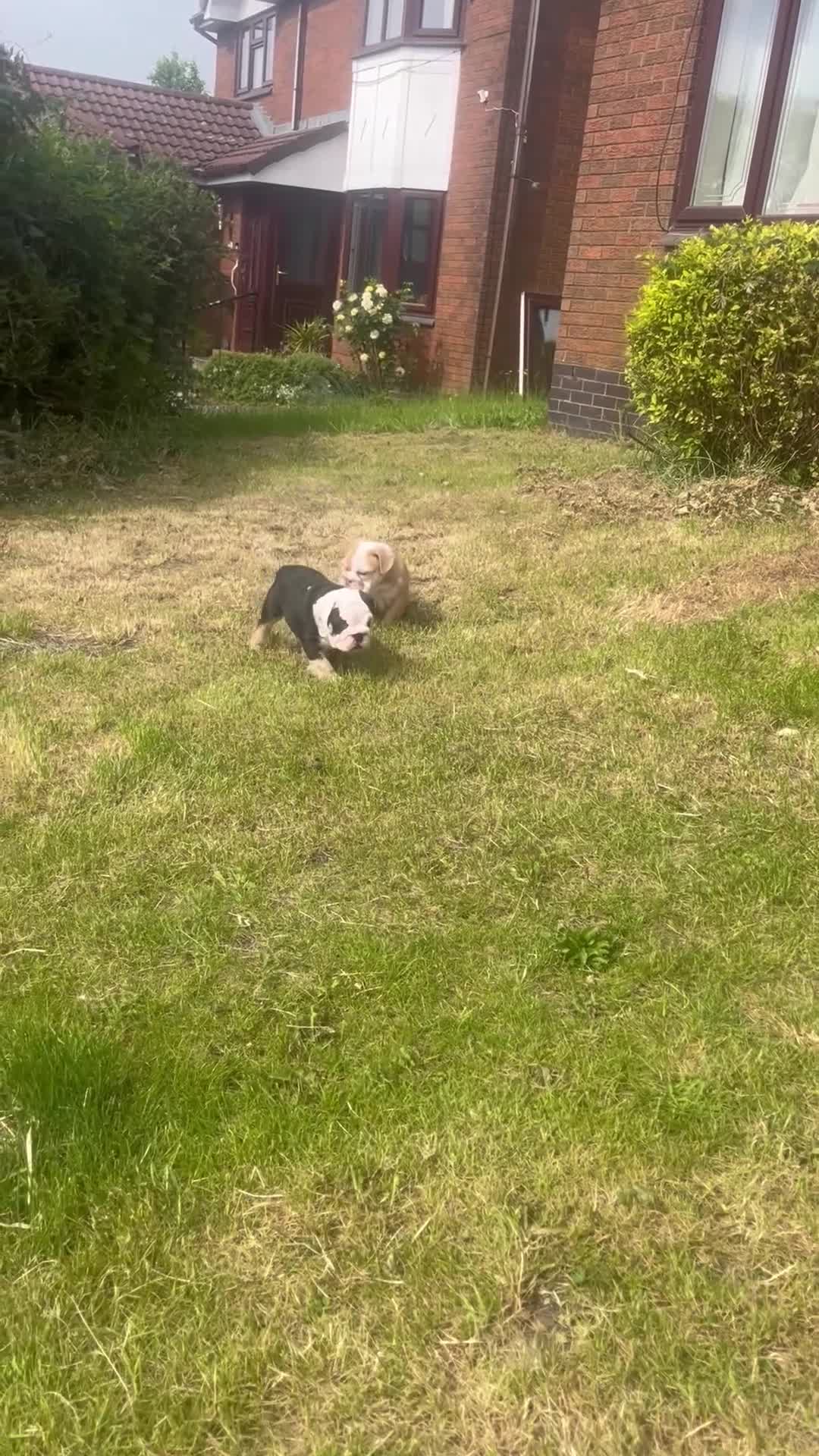 English Bulldog dogs for sale: Dwkc registered mearle pups - Video 1