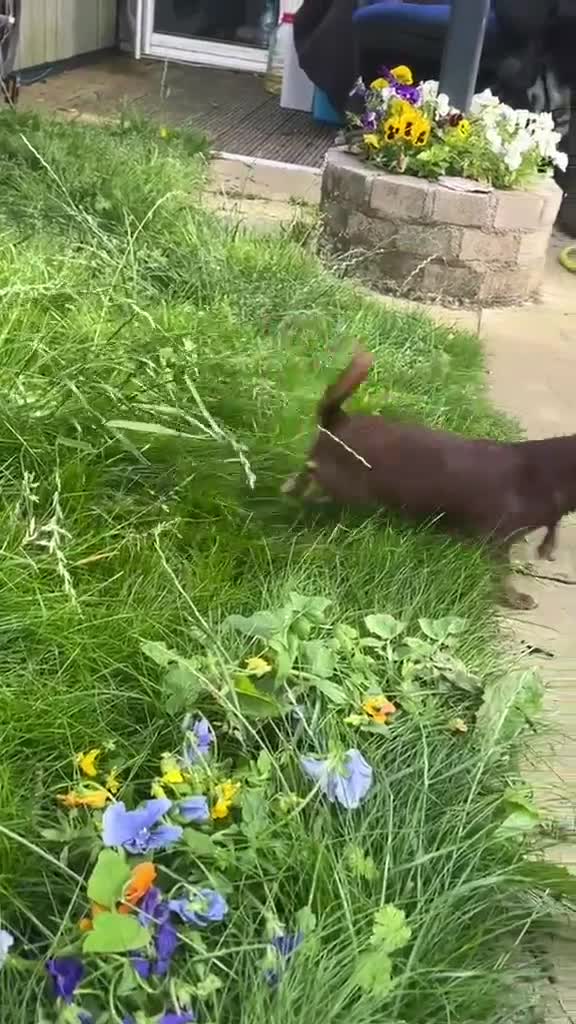 Chihuahua dogs for sale: Chihuahua girl chocolate small size  - Video 1