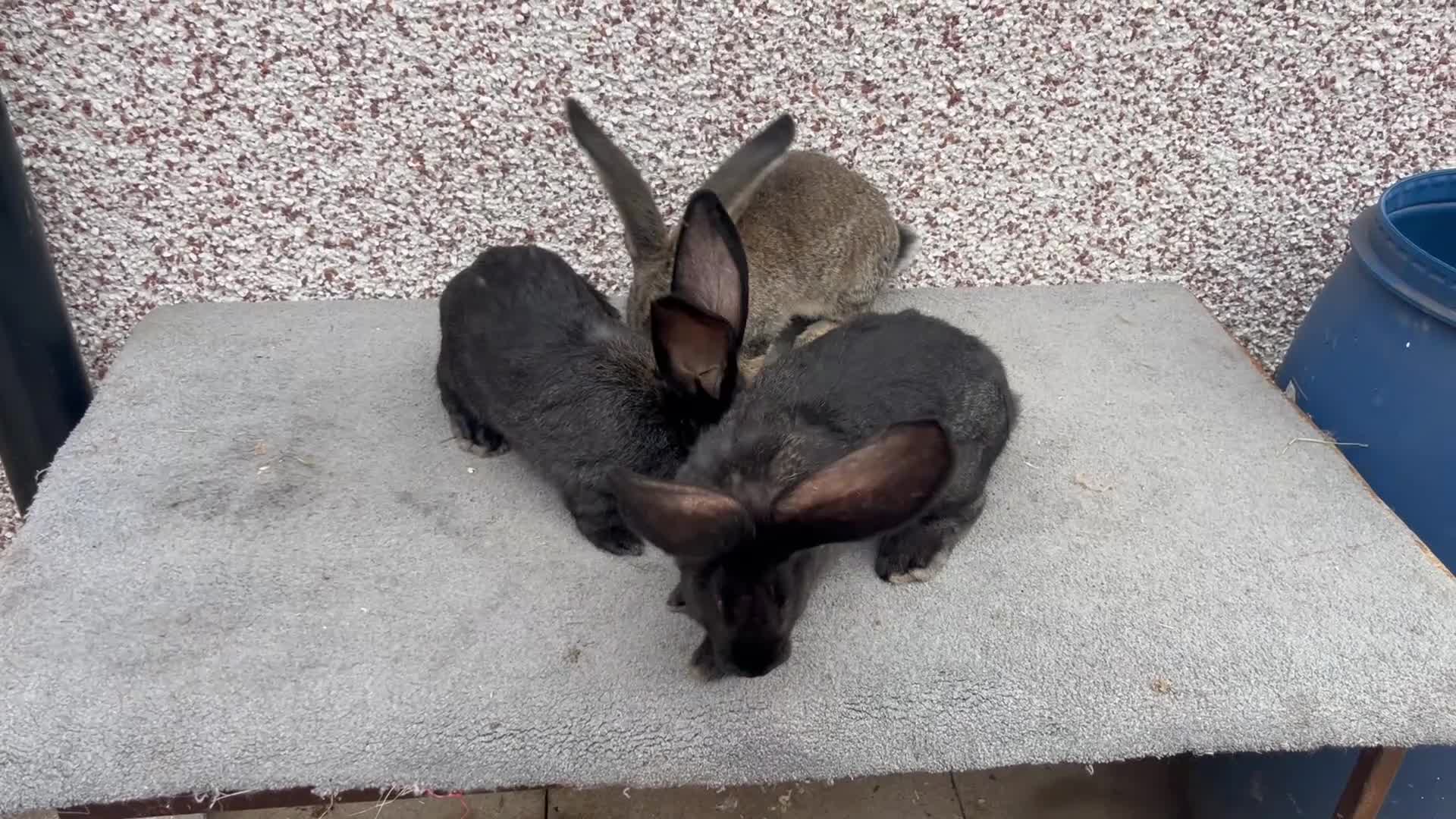 Continental Giant rabbits for sale: Giant continental  - Video 4