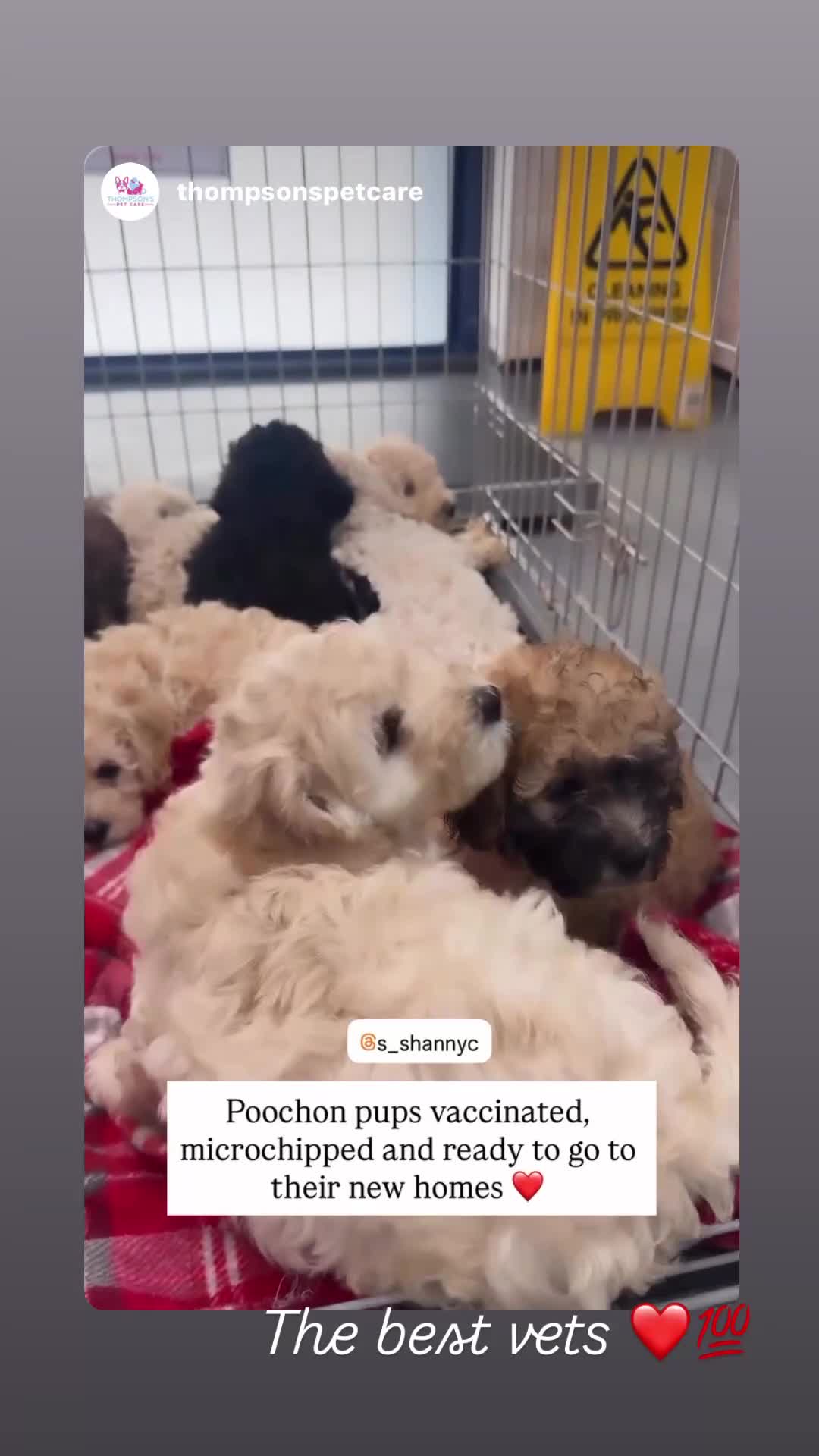 Poochon dogs for sale: Ready to leave poochons  - Video 2