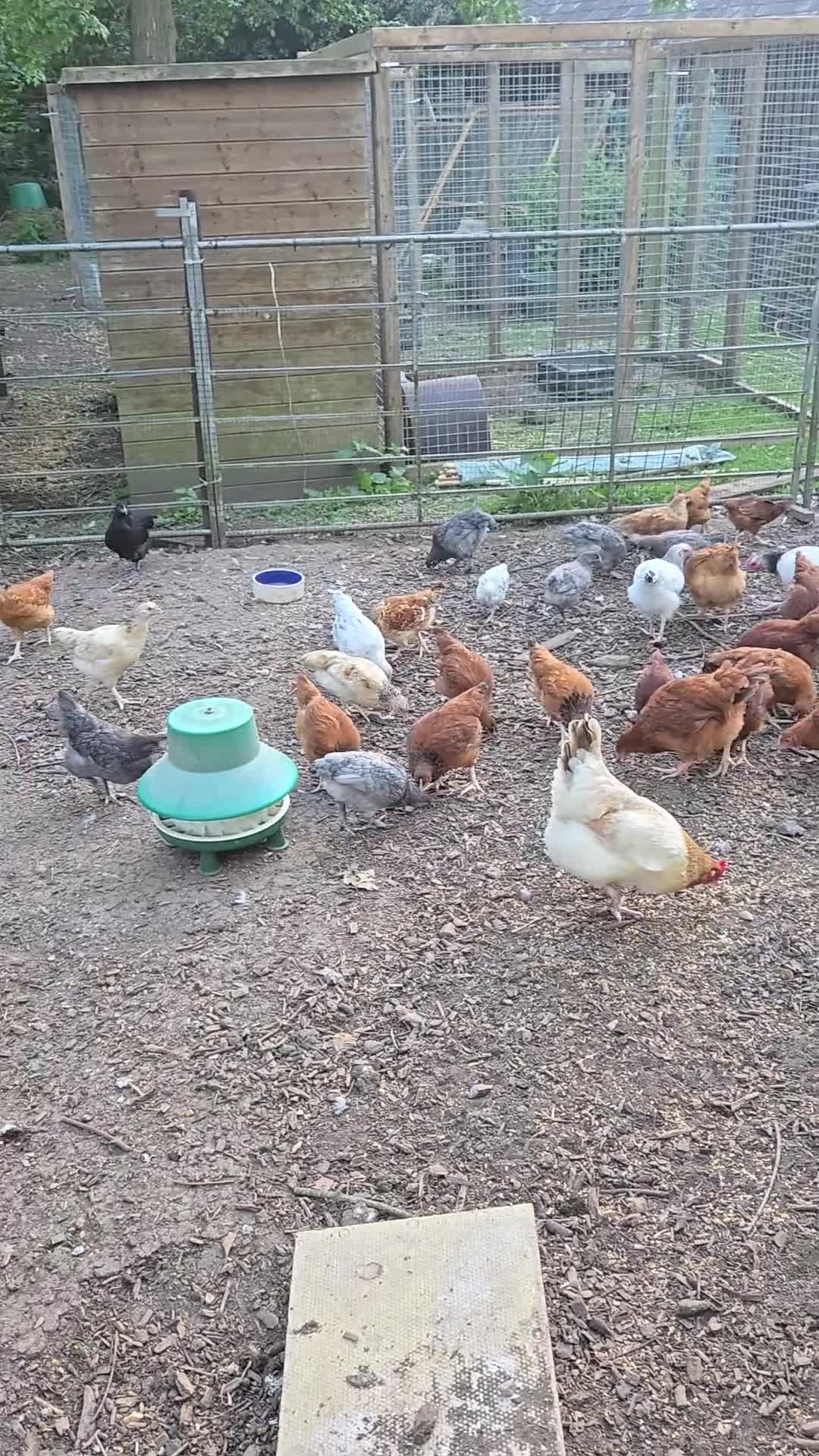 Chickens poultry for sale: Young Pullets. Various Breeds Available - Video 1