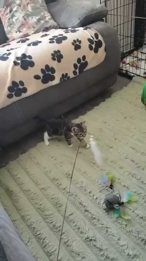 Mixed Breed cats for adoption: ❤️MARIO, LUIGI, PRINCESS PEACH & 💙DRIBBLE  - Video 2