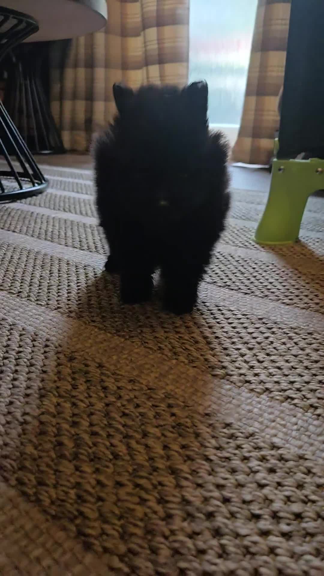 Pomeranian dogs for sale: Pomeranian miniature puppies  - Video 1