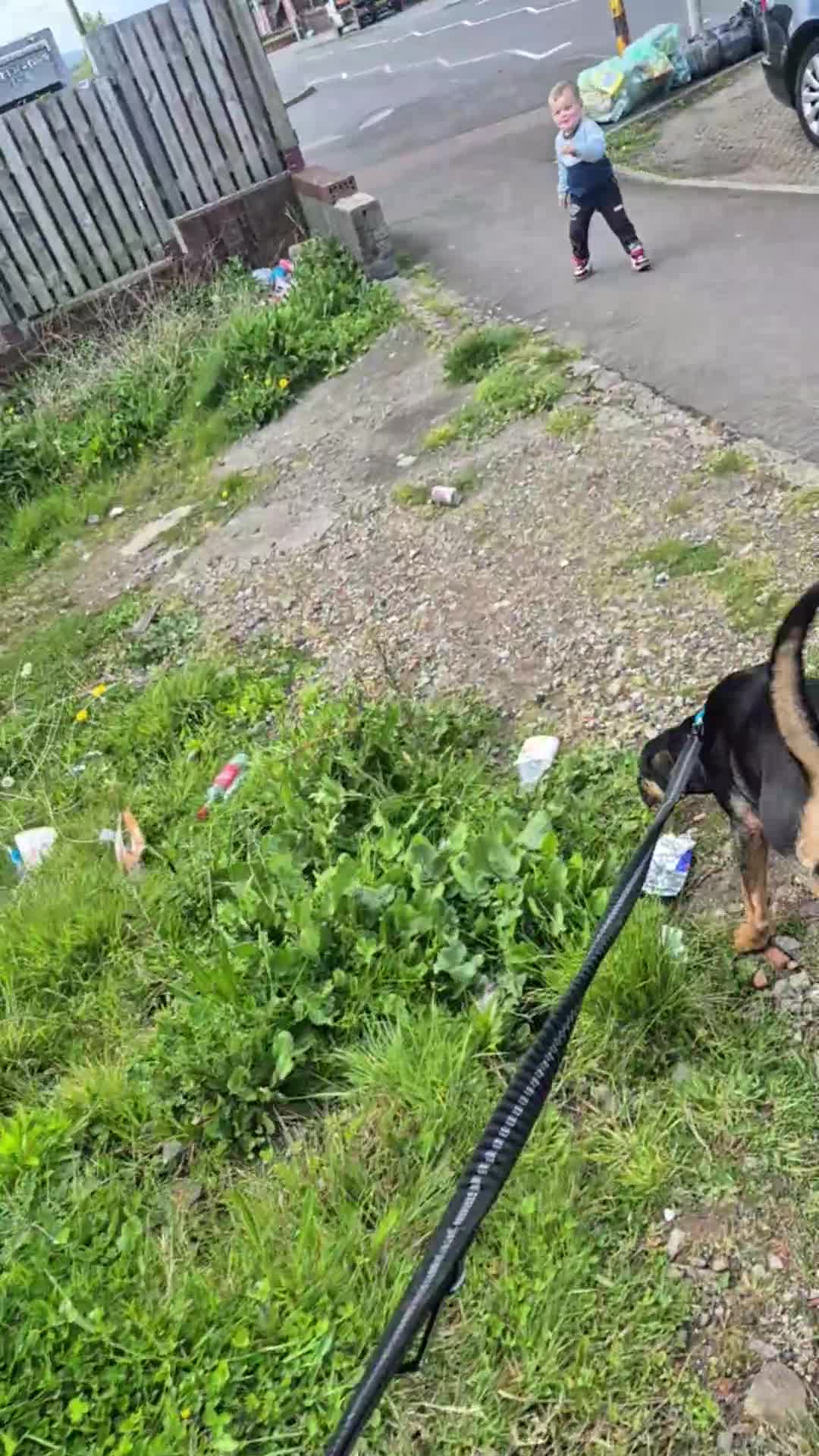 Mixed Breed dogs for sale: 2 year old staff mix - Video 2