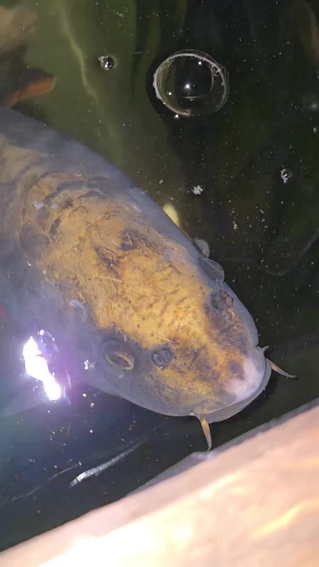 Koi Carp fish for sale: Large golden koi approx 24 26in open to offer  - Video 1