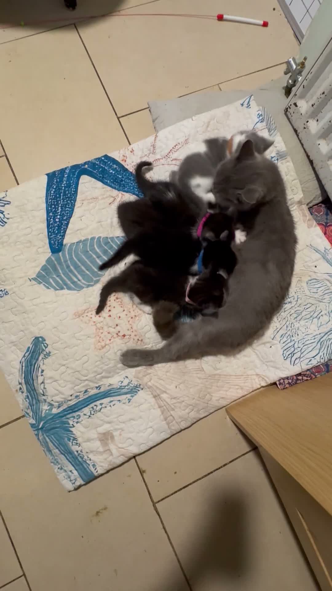 Mixed Breed cats for sale: 5 BBSH x mixed kittens black white grey - Video 1