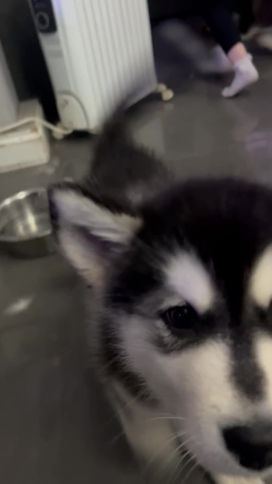 Alaskan Malamute dogs for sale: LAST BABY BOY! - Video 1