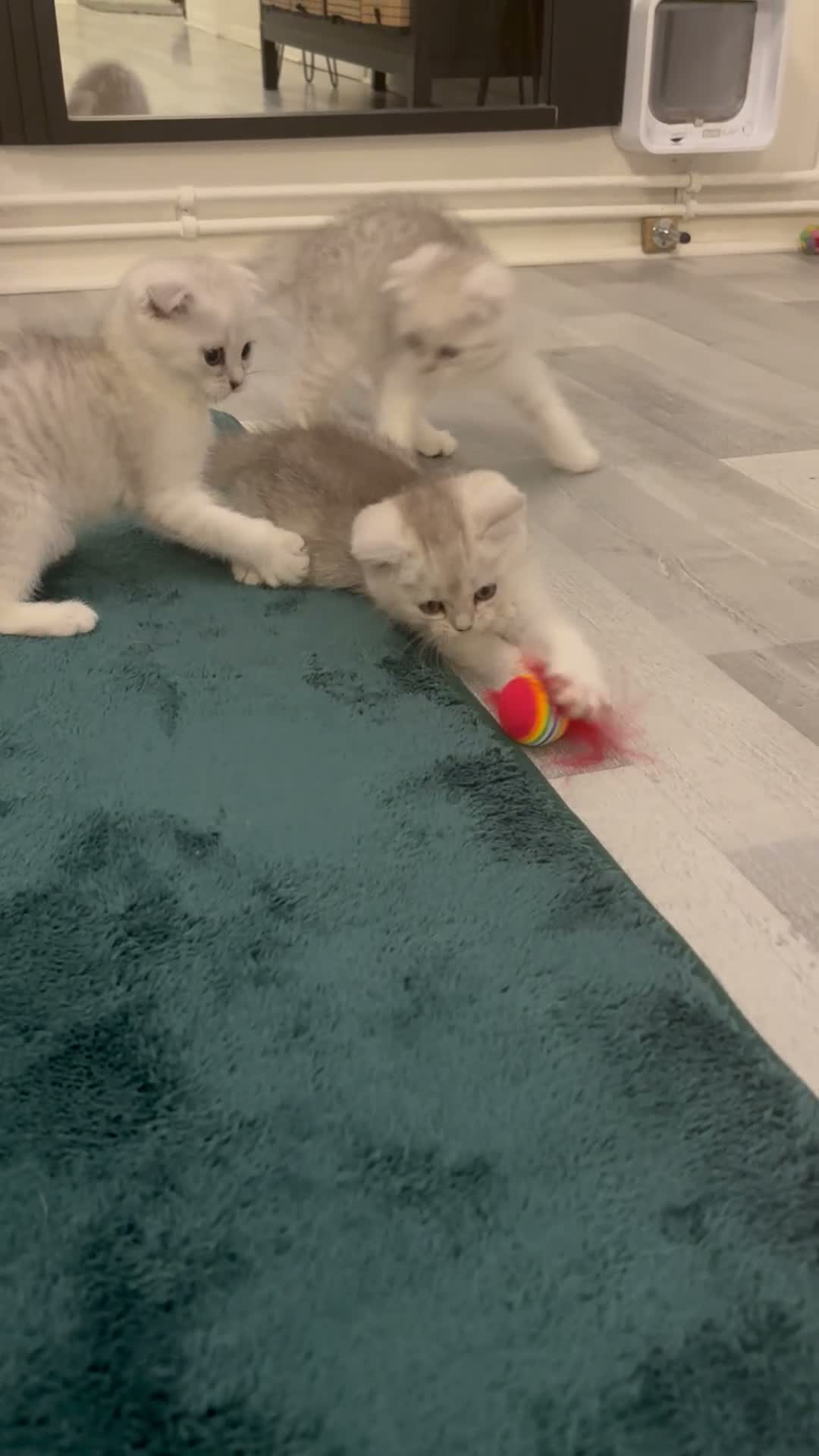 Scottish Fold cats for sale: Snow spot Scottish fold kittens - Video 1