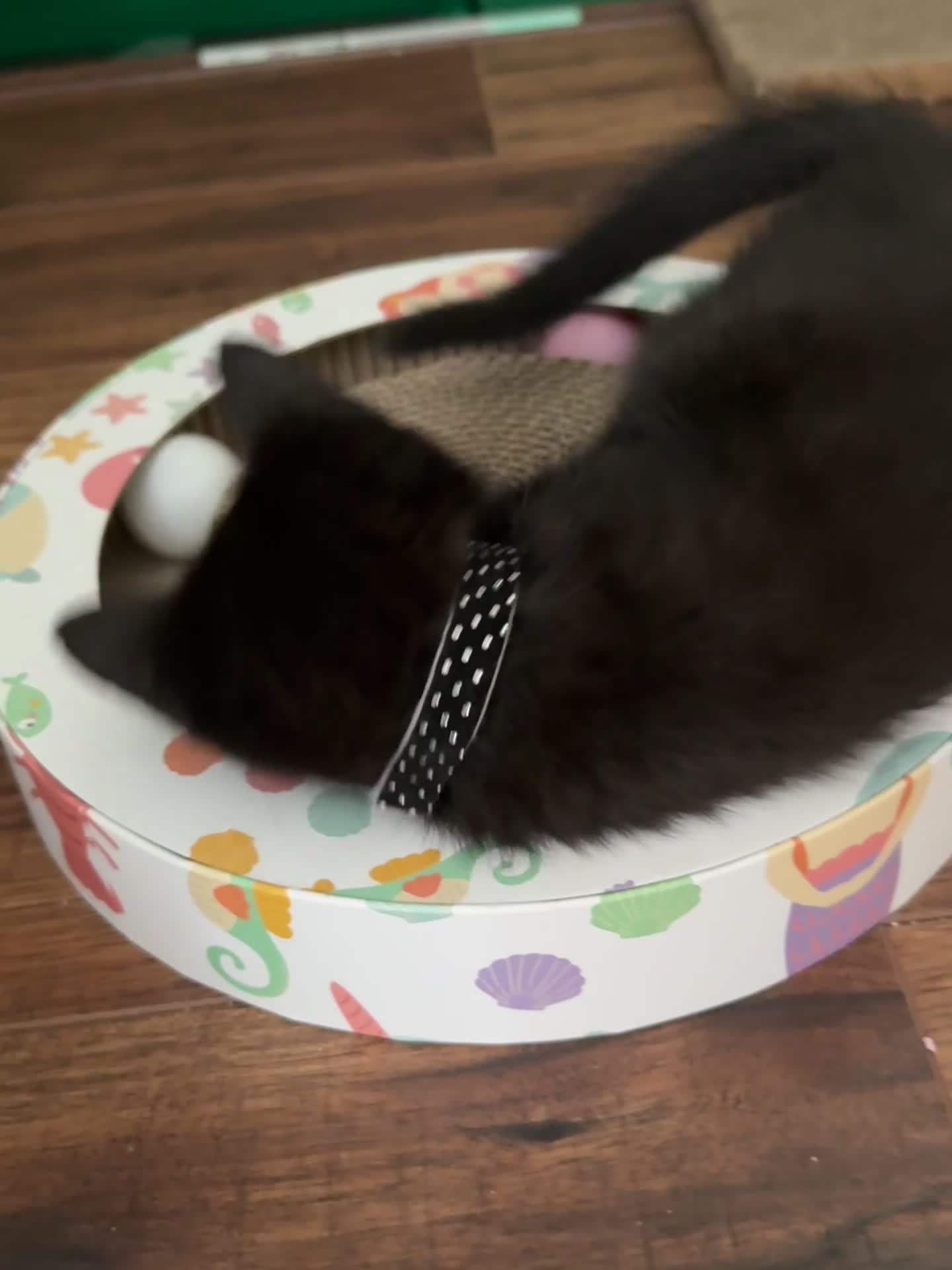 Mixed Breed cats for sale: Maine Coon X kittens ready to leave - Video 2