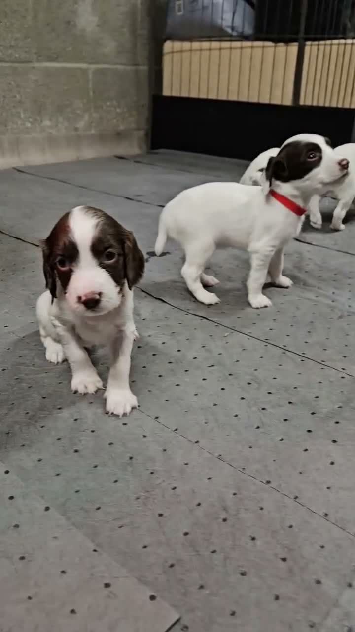 English Springer Spaniel dogs for sale:  KC REGISTERED ENGLISH SPRINGER SPANIEL PUPPIES  - Video 3