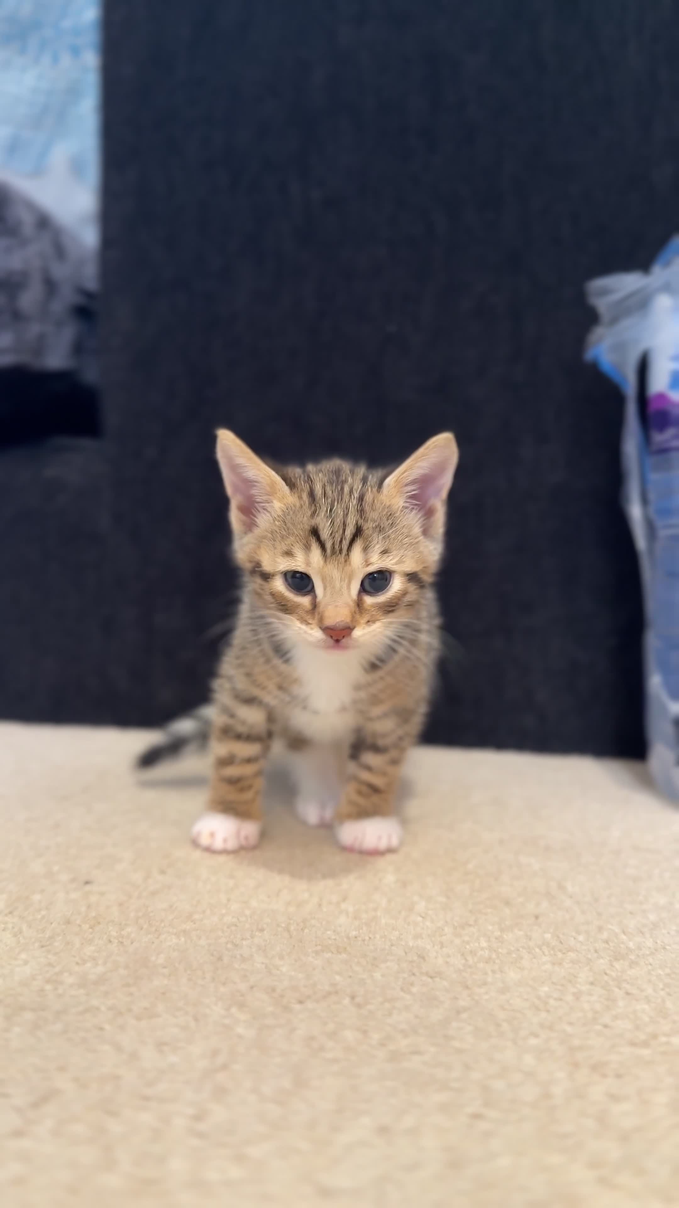 Mixed Breed cats for sale: Gorgeous little cartoon boy  - Video 3