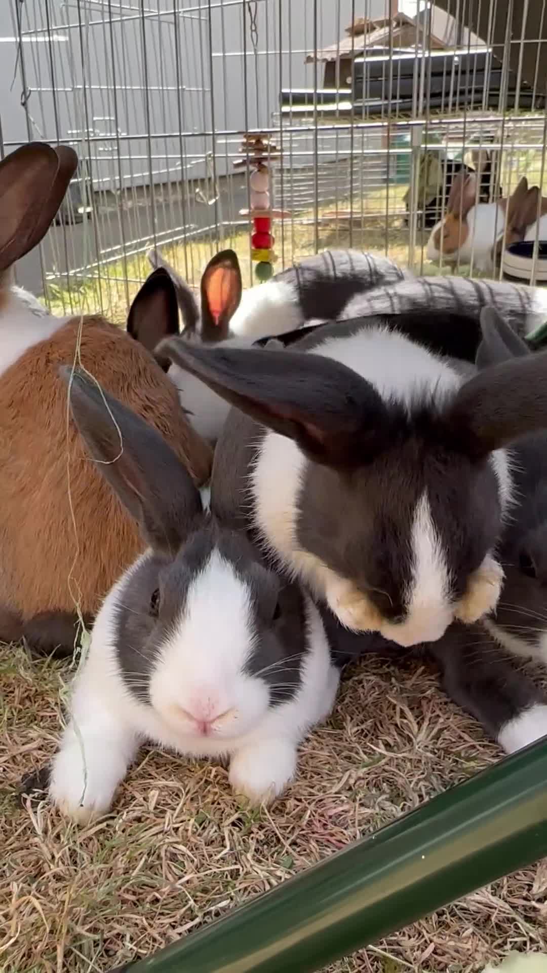 Dutch rabbits for sale: Beautiful Baby Dutch Bunnies Blue, Black & Ginger  - Video 2
