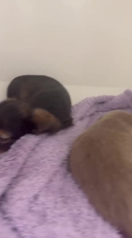 Miniature Dachshund dogs for sale: miniature dachshund puppies  - Video 1