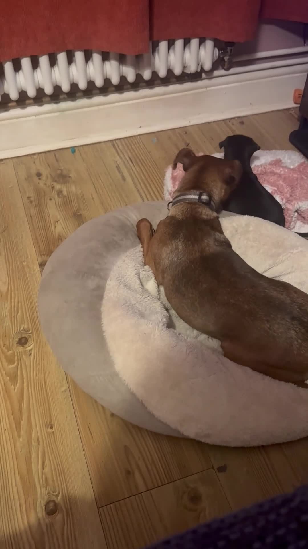 Miniature Pinscher dogs for sale: Female puppies for sale - Video 2