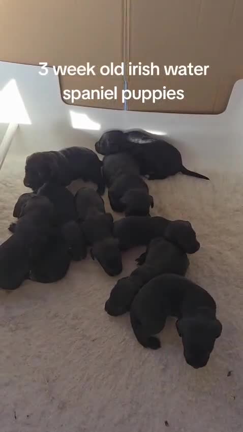 Mixed Breed dogs for sale: Irish Water Spaniel mum and Fox Red Labrador dad - Video 1