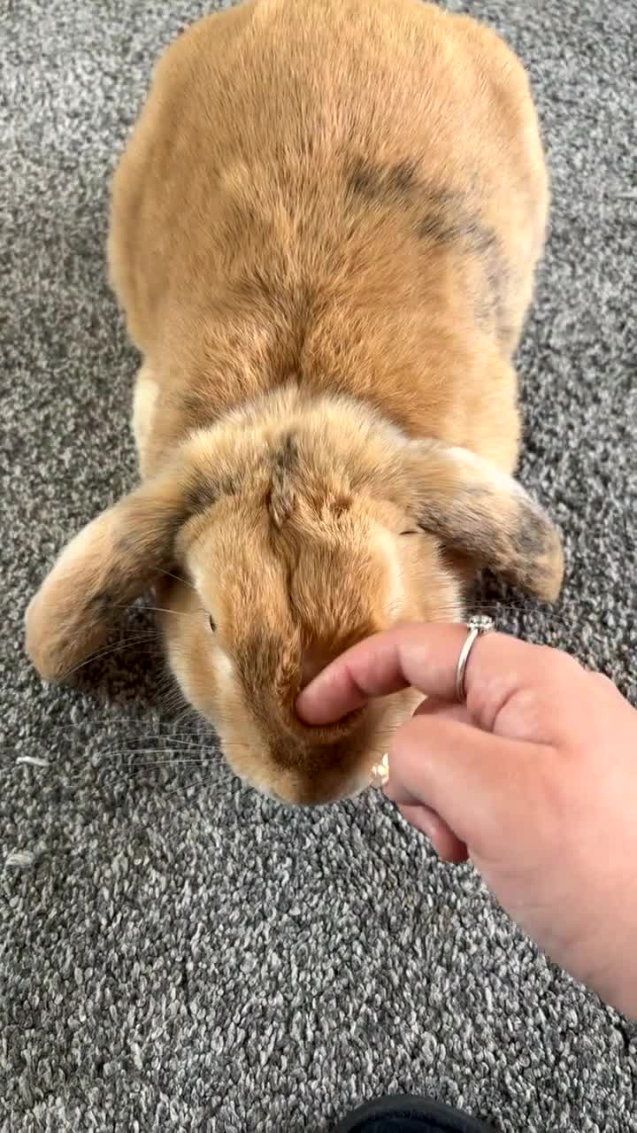 Mixed Breed rabbits for sale: 7 month old indoor male rabbit Thor in Hemel Hempstead - Video 5