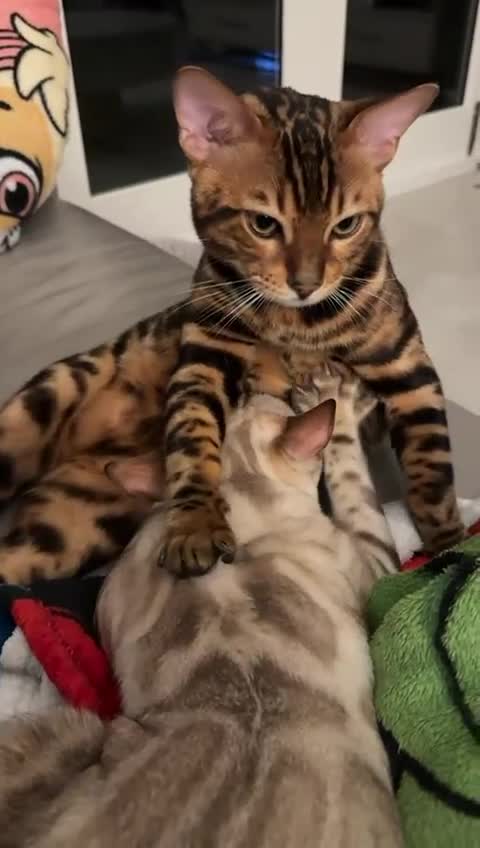 Bengal cats for sale: Bengal Twins for sale in Chigwell - Video 1