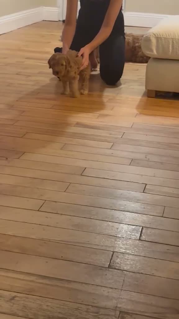 Cockapoo dogs for sale: 3 beautiful cockapoo puppies  - Video 2