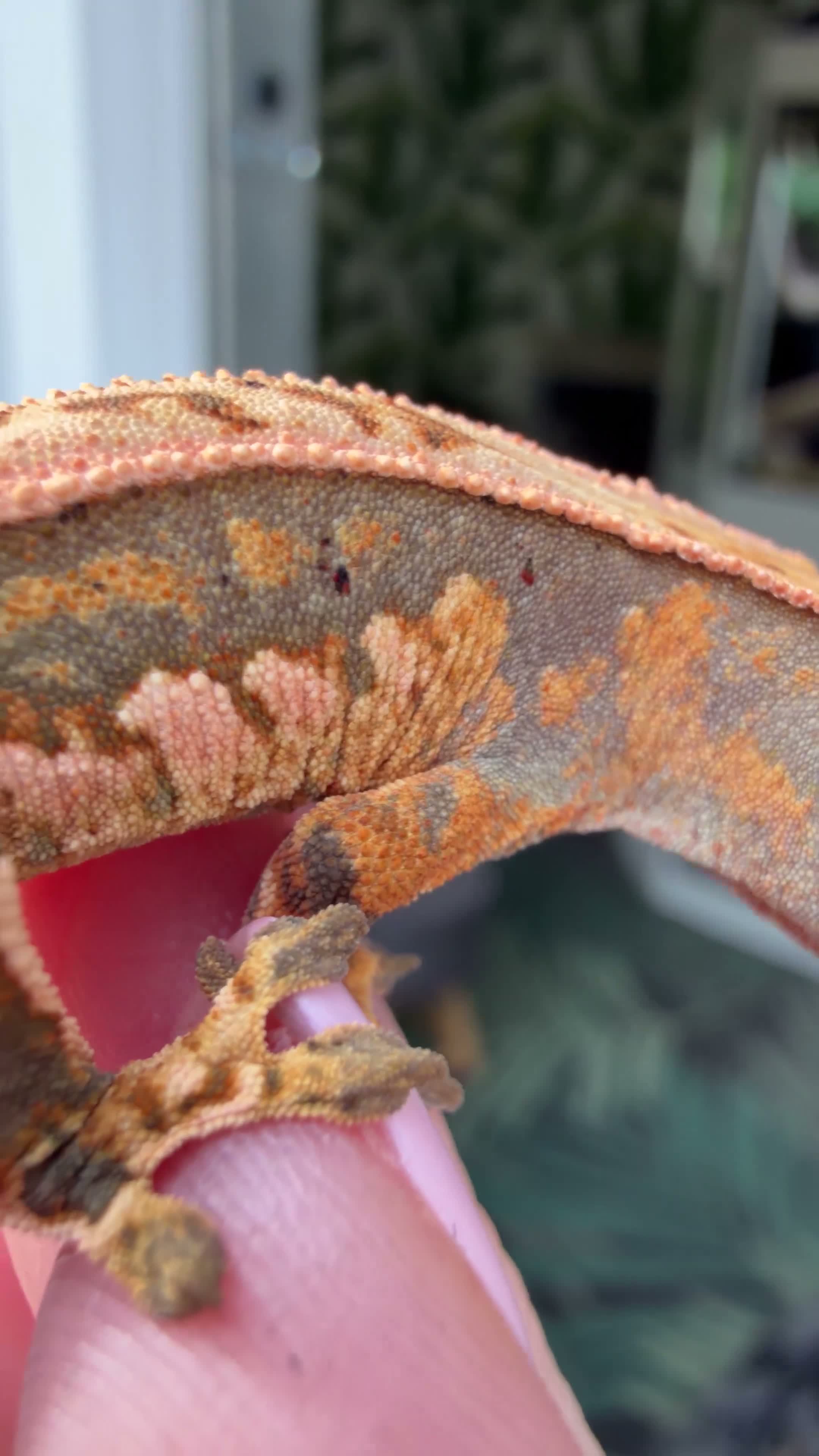 Gecko reptiles for sale: Stunning unique crested gecko baby for sale  - Video 1