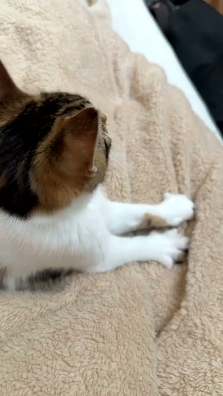 Mixed Breed cats for sale: One kitten available -  - Video 1