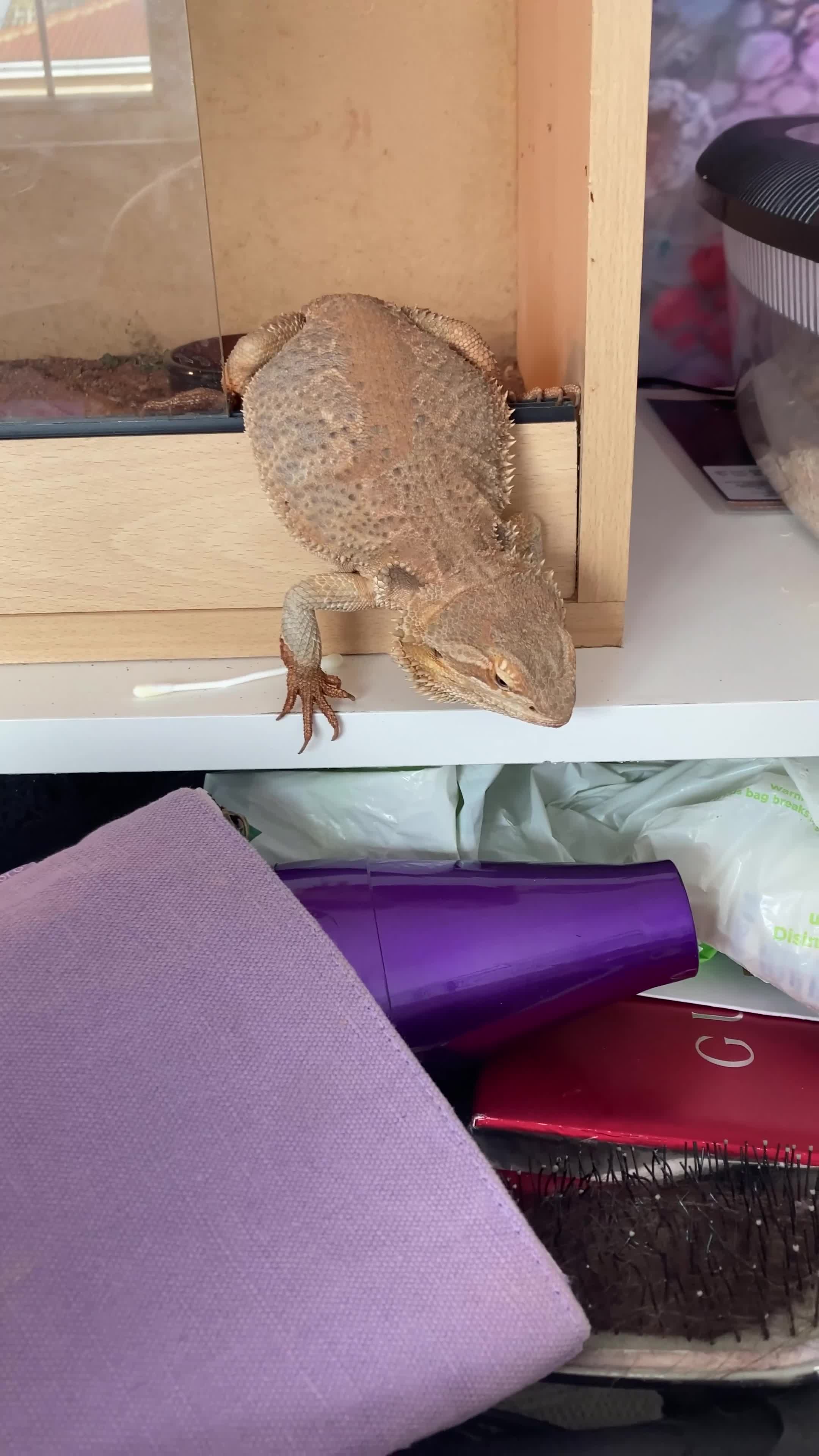 Bearded Dragon reptiles for sale: Bearded dragon and full enclosure for sale - Video 1