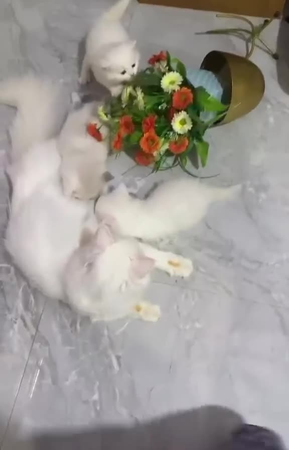 Mixed Breed cats for sale: Jillu - Video 1