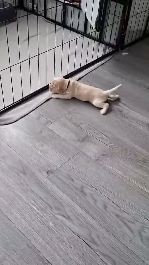 Cockapoo dogs for sale: Cockapoo puppies - Video 1