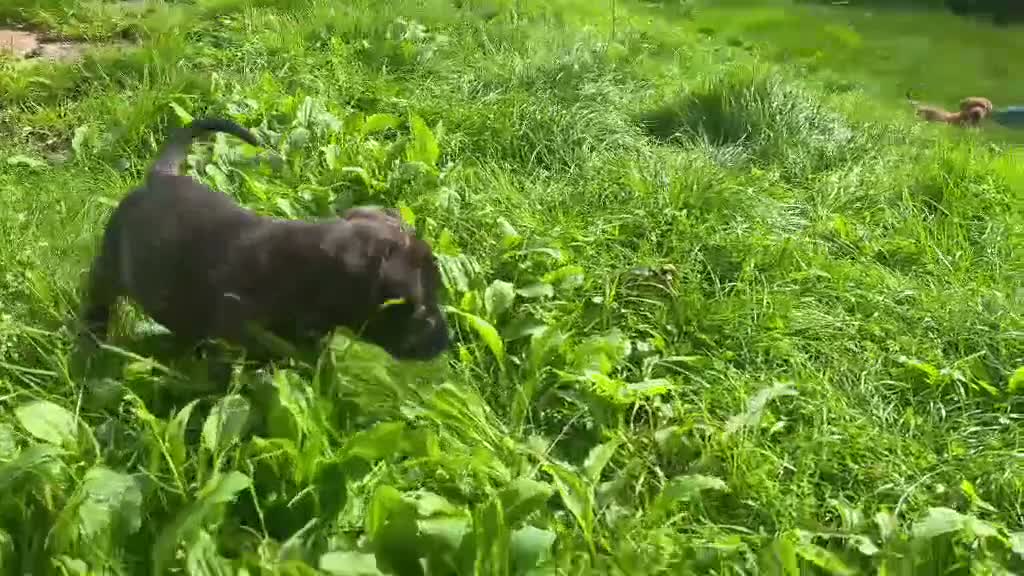 Staffordshire Bull Terrier dogs for sale:  original Staffordshire puppies ready to go in Blackburn - Video 2