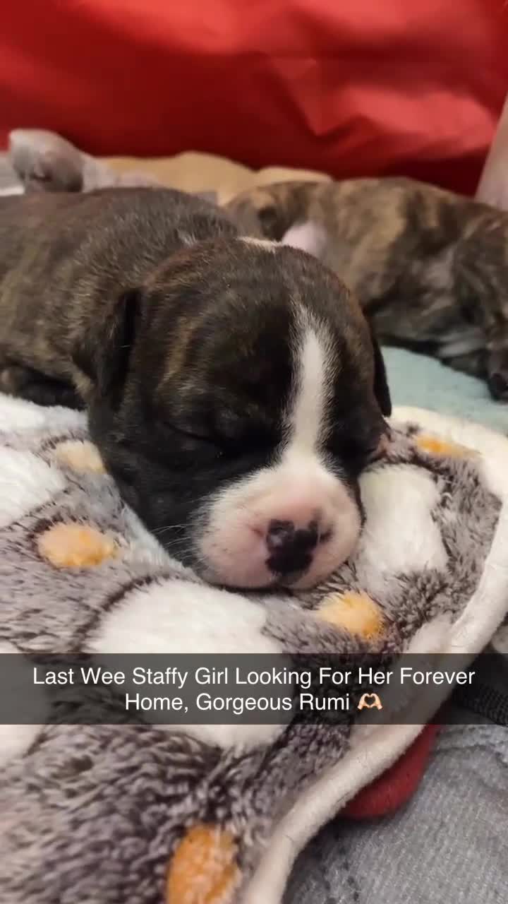 Staffordshire Bull Terrier dogs for sale: Female Staffy Pup  - Video 1