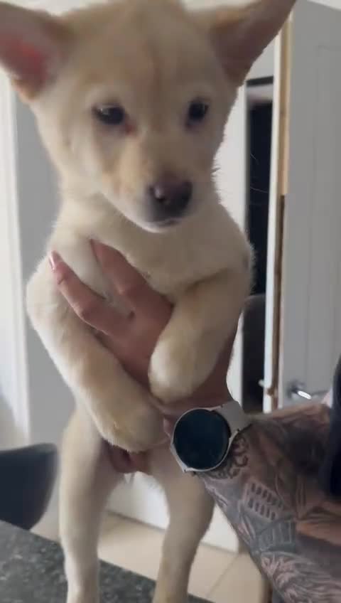 Mixed Breed dogs for sale: Beautiful females chowski puppies  in Maesteg - Video 3