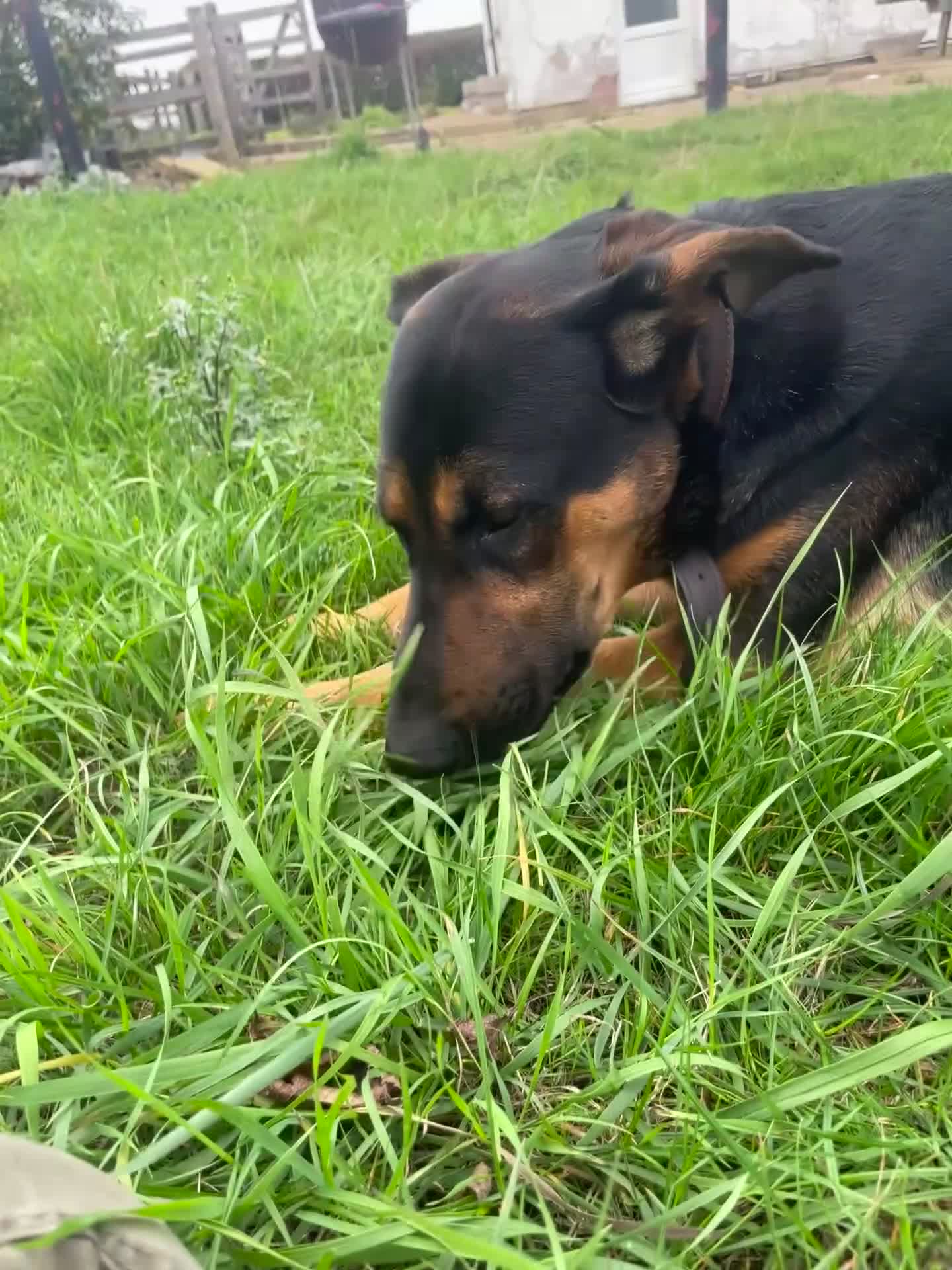 Mixed Breed dogs for sale: Reggie - Video 1