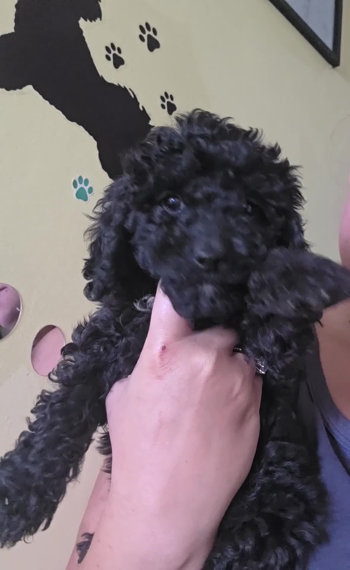 Cockapoo dogs for sale: TeddyFce 8-Week-Cockapoo Pup intelligent  sit, paw - Video 1
