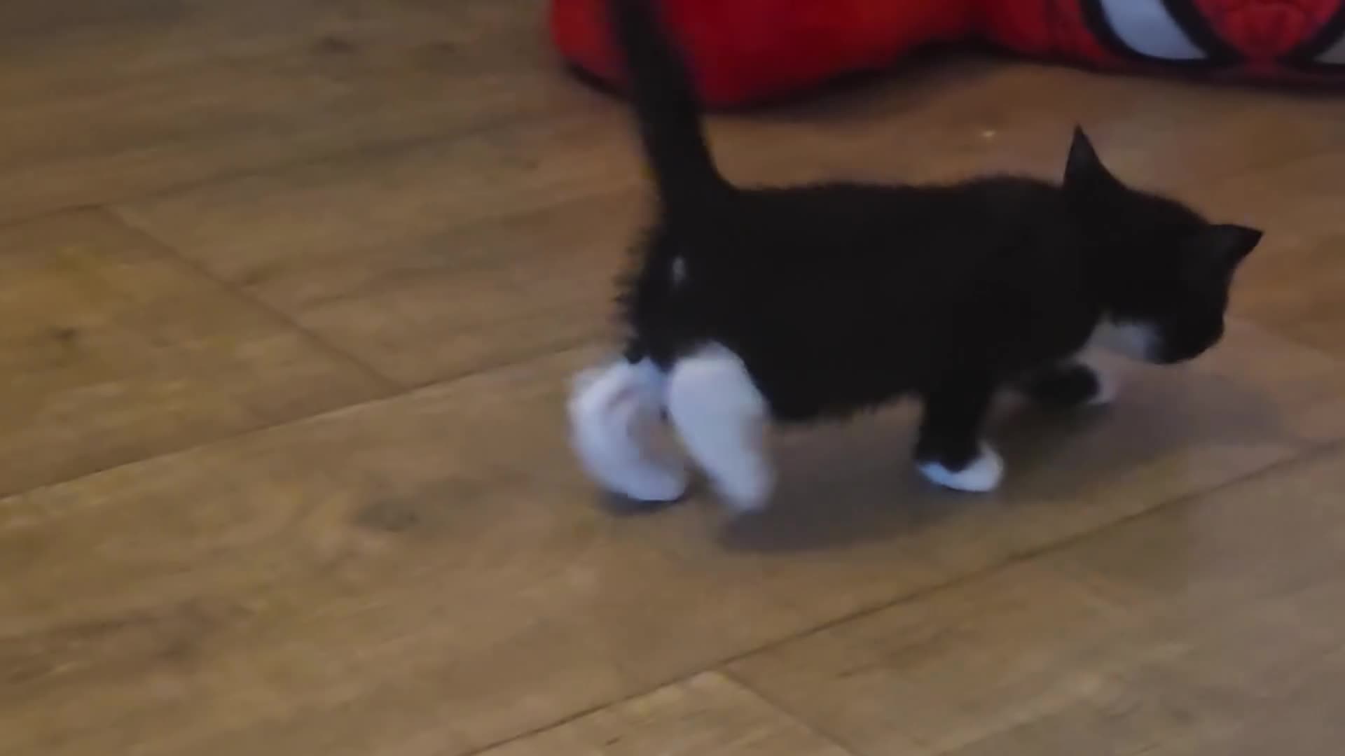 British Shorthair cats for sale: Five tuxedo  kittens  - Video 1