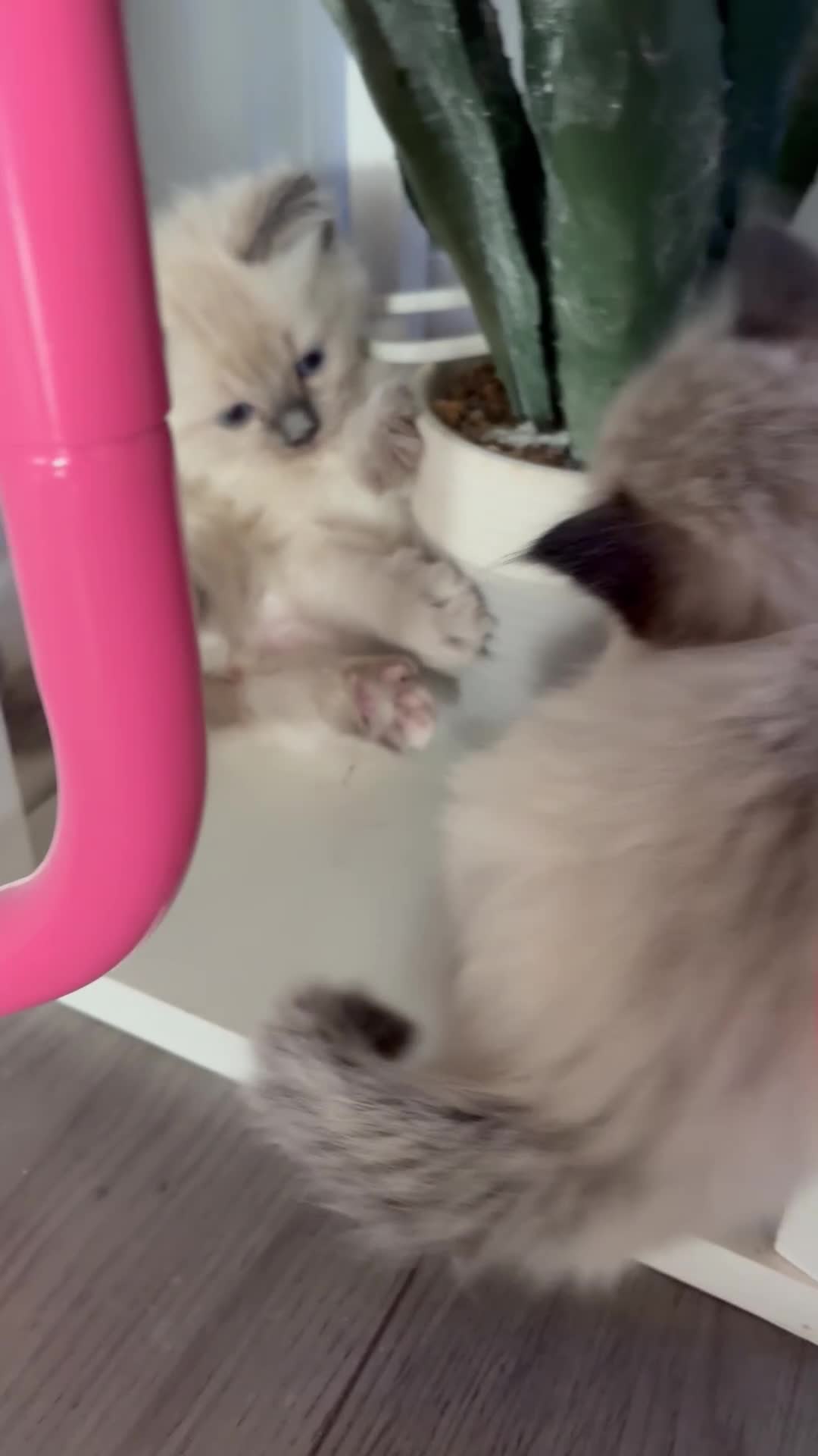 Ragdoll cats for sale: STUNNING FULLY HEALTH TESTED RAGDOLLS - Video 1