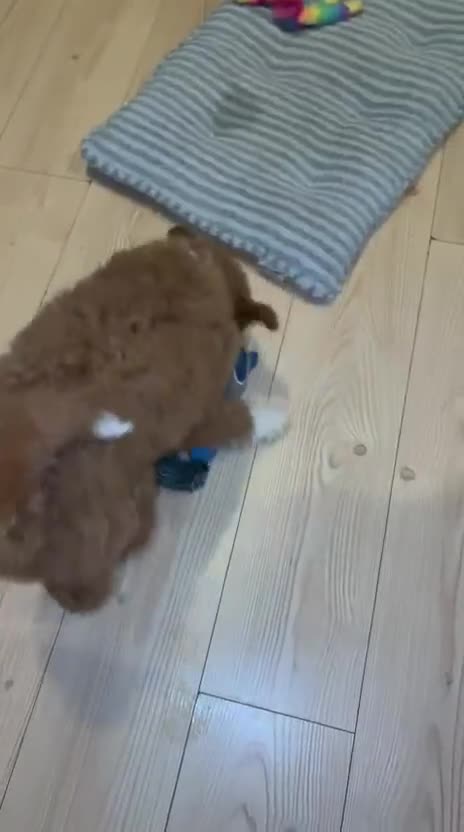 Mixed Breed dogs for sale: Rough collie x poodle  in Sheffield - Video 1