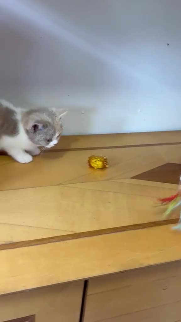 British Shorthair cats for sale: British Shorthair kittens - Video 1