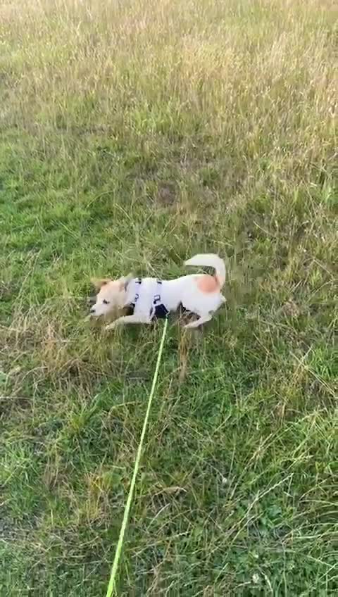Mixed Breed dogs for adoption: 💖🐶 JULIET 🐶💖 - Video 1