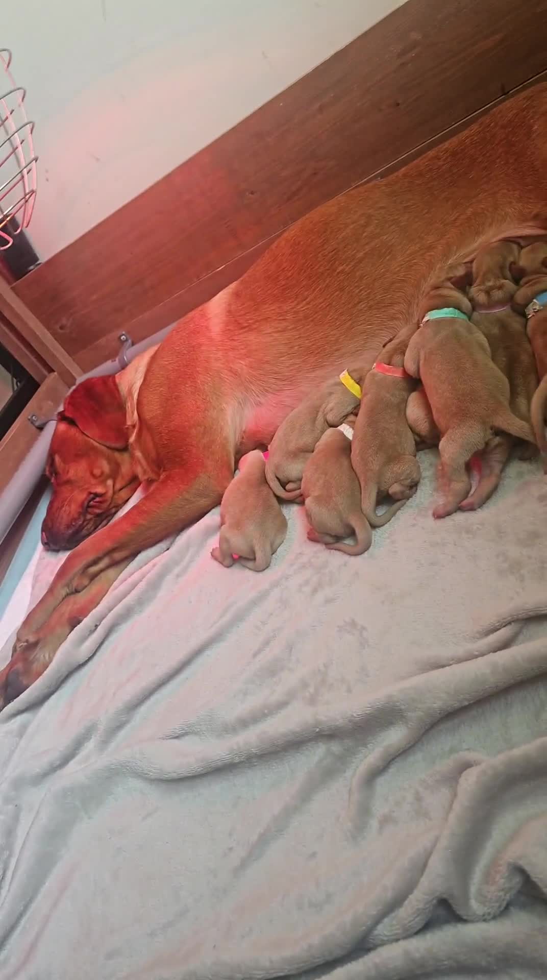 Labrador Retriever dogs for sale: Absolutely stunning kc registered fox red pups - Video 2