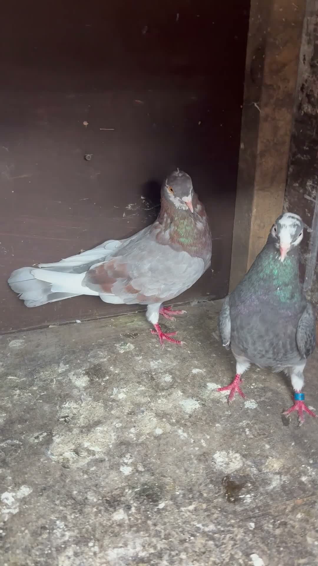 Mixed Breed livestock for sale: Pigeons  - Video 2