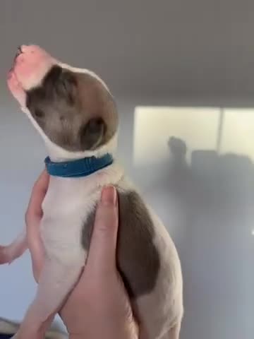 Whippet dogs for sale: 🌟 quality KC whippet pups 🌟 - Video 3