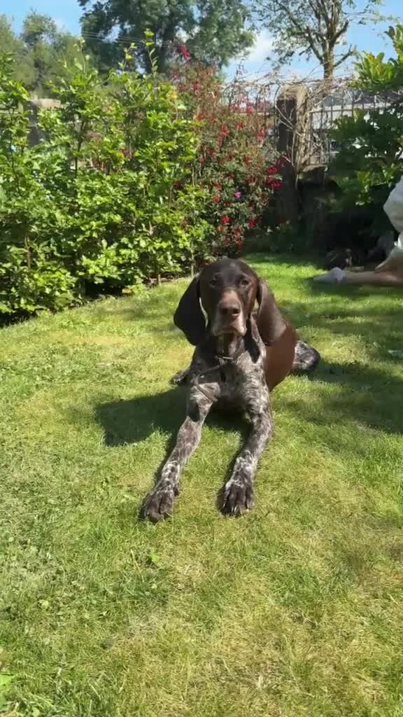 German Shorthaired Pointer dogs for sale: German Short Haired Pointer Puppies KC reg  - Video 1
